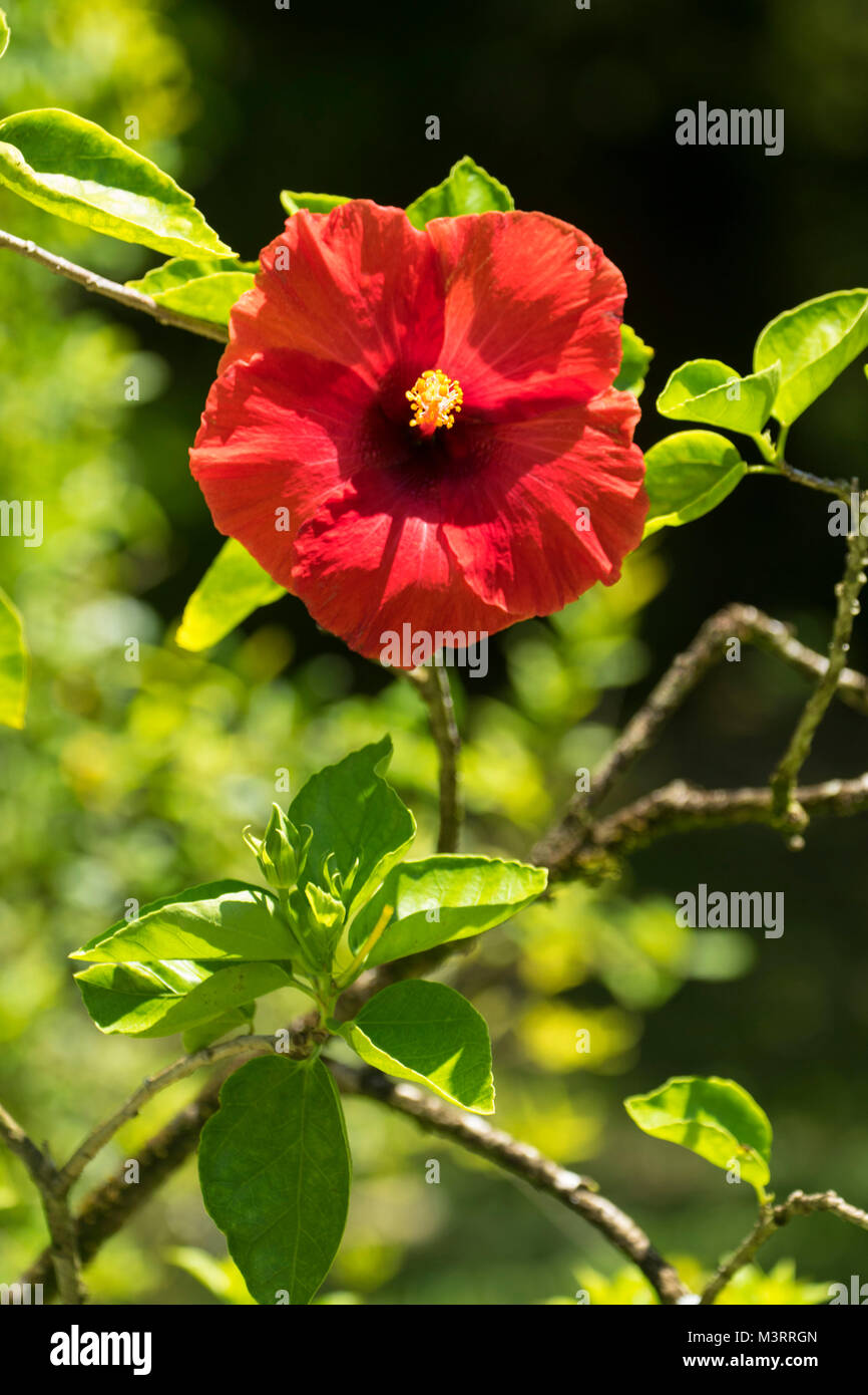 Jamaican national colours hires stock photography and images Alamy
