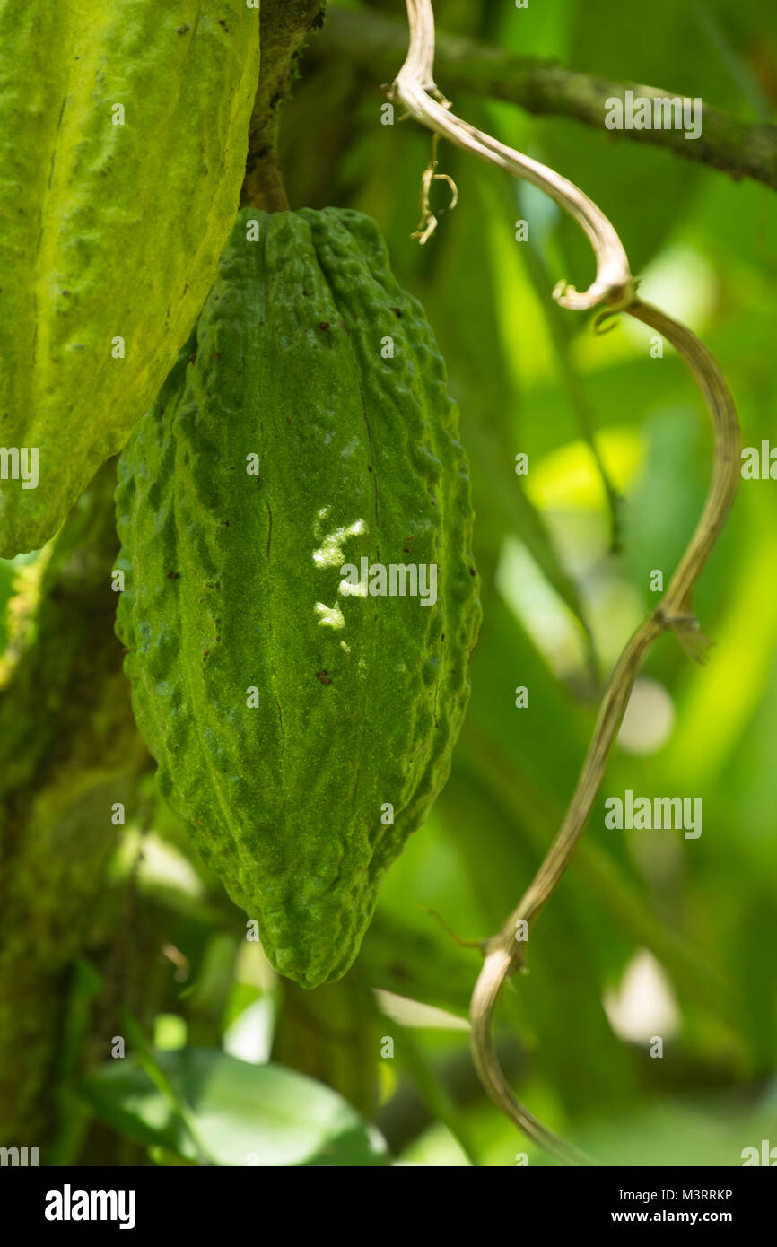 Cocoa pods on the tree in sunny rural site near Ocho Rios, Jamaica