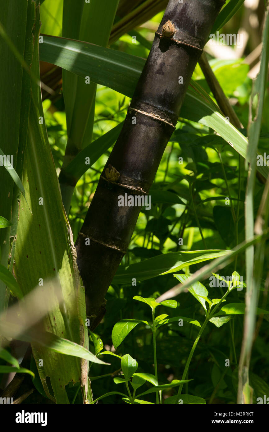 Sugarcane in rural garden, Ocho Rios, Jamaica, West Indies, Caribbean