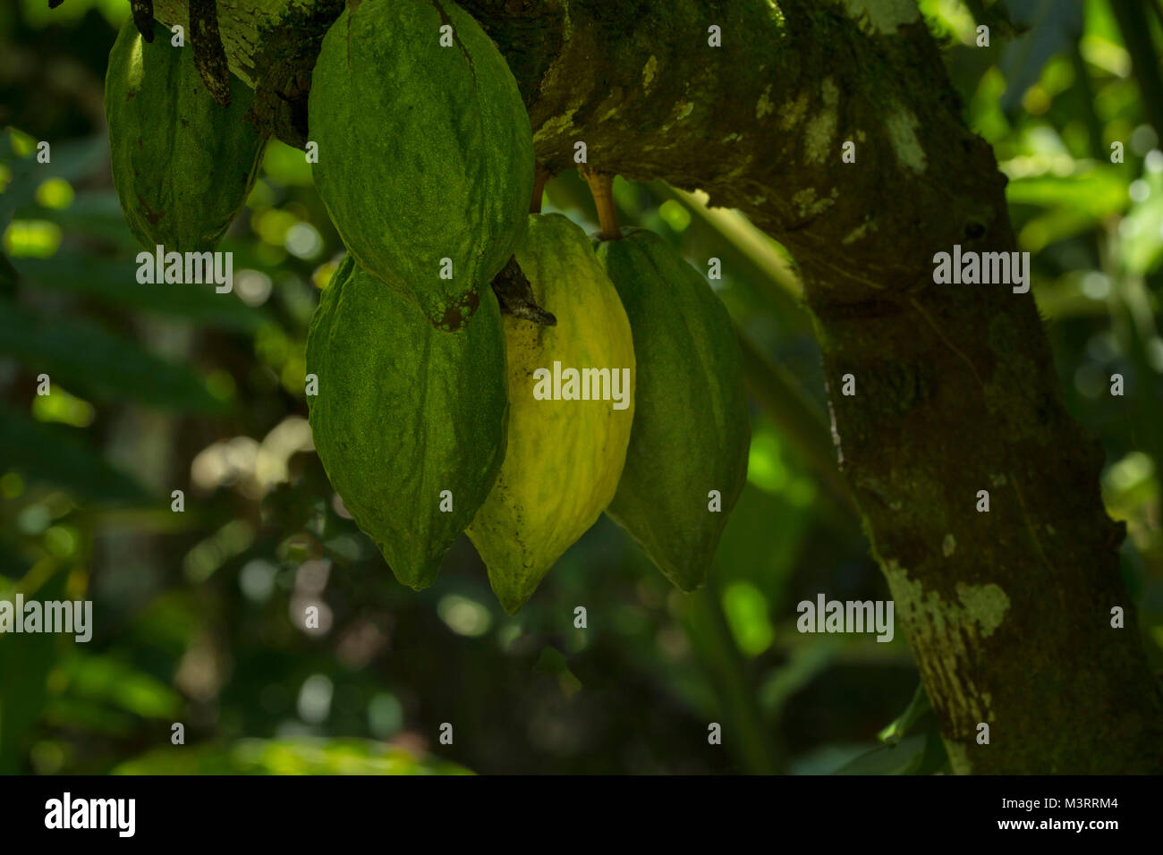 Cocoa pods on the tree in sunny rural site near Ocho Rios, Jamaica