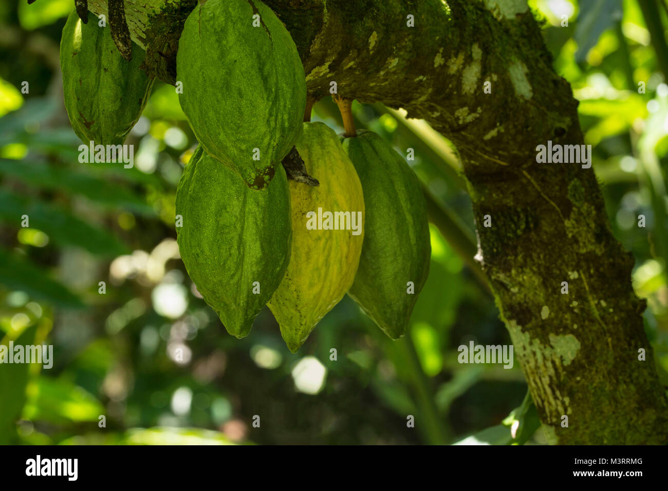 Cocoa pods on the tree in sunny rural site near Ocho Rios, Jamaica