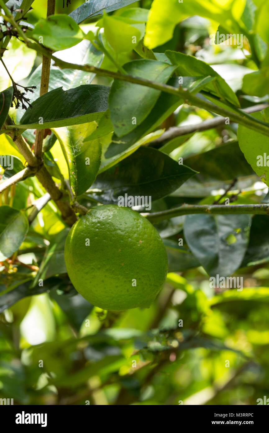 Green lime on tree in Jamaican garden in the sunshine, Ocho Rios, Jamaica, West Indies, Caribbean Stock Photo