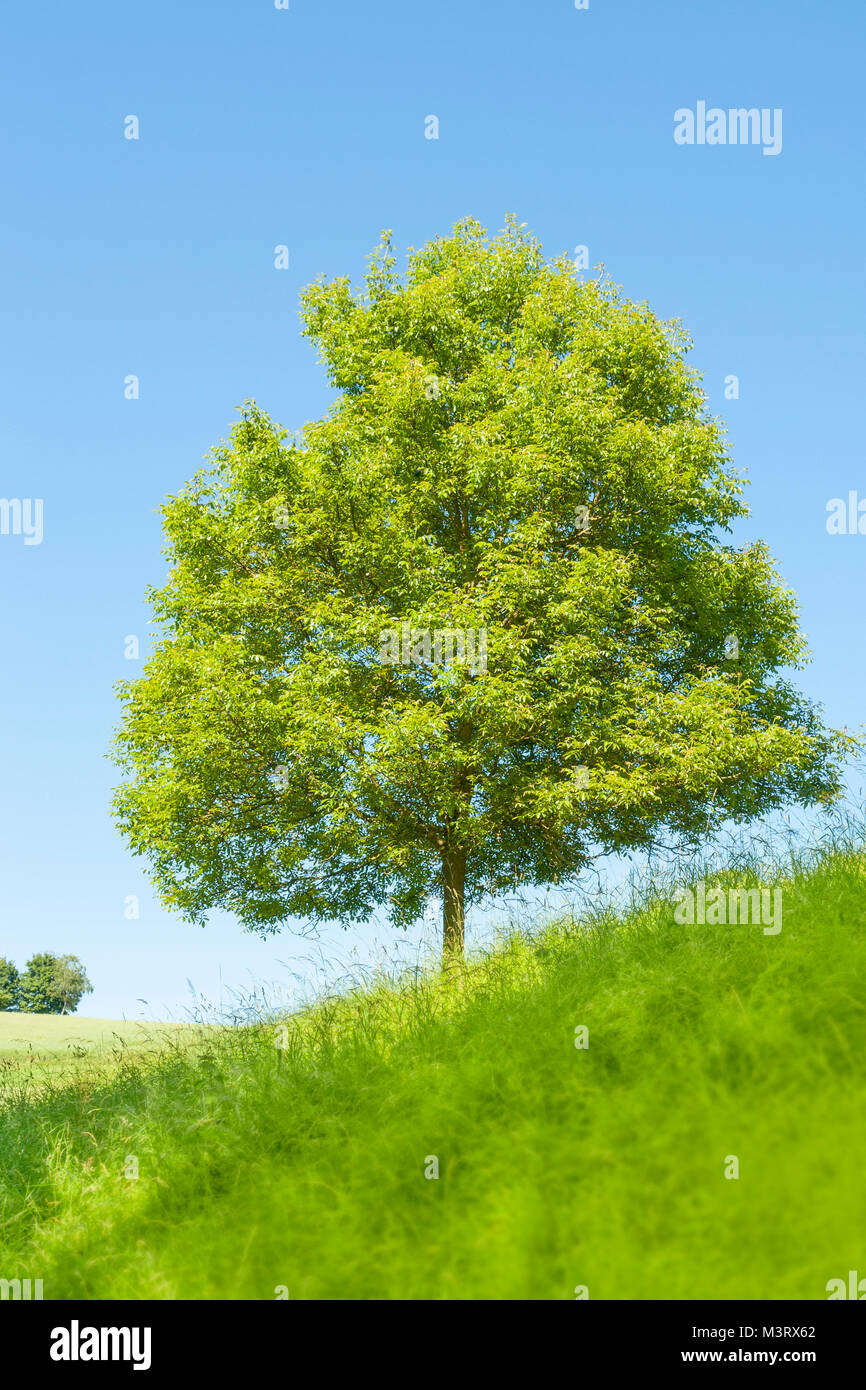 sunny single tree on a grassy overgrown hill slope at summer time Stock Photo