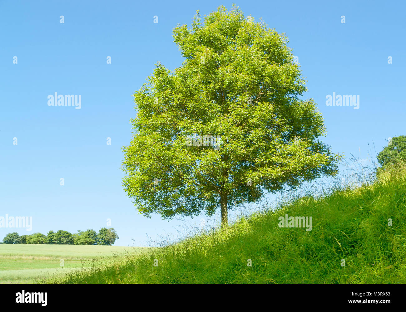 sunny single tree on a grassy overgrown hill slope at summer time Stock Photo