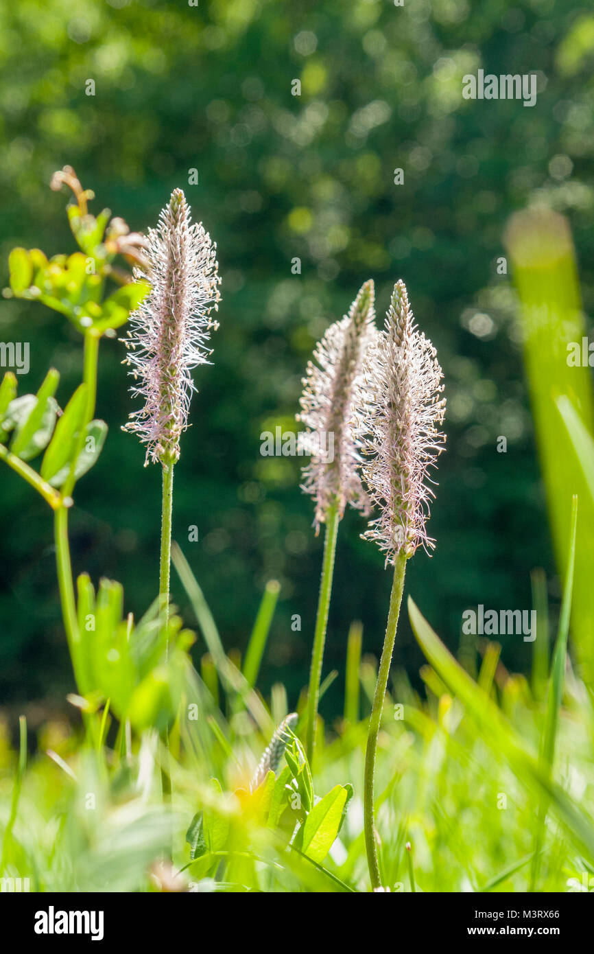 low angle shoot of some hoary plantain flowers in sunny ambiance at summer time Stock Photo