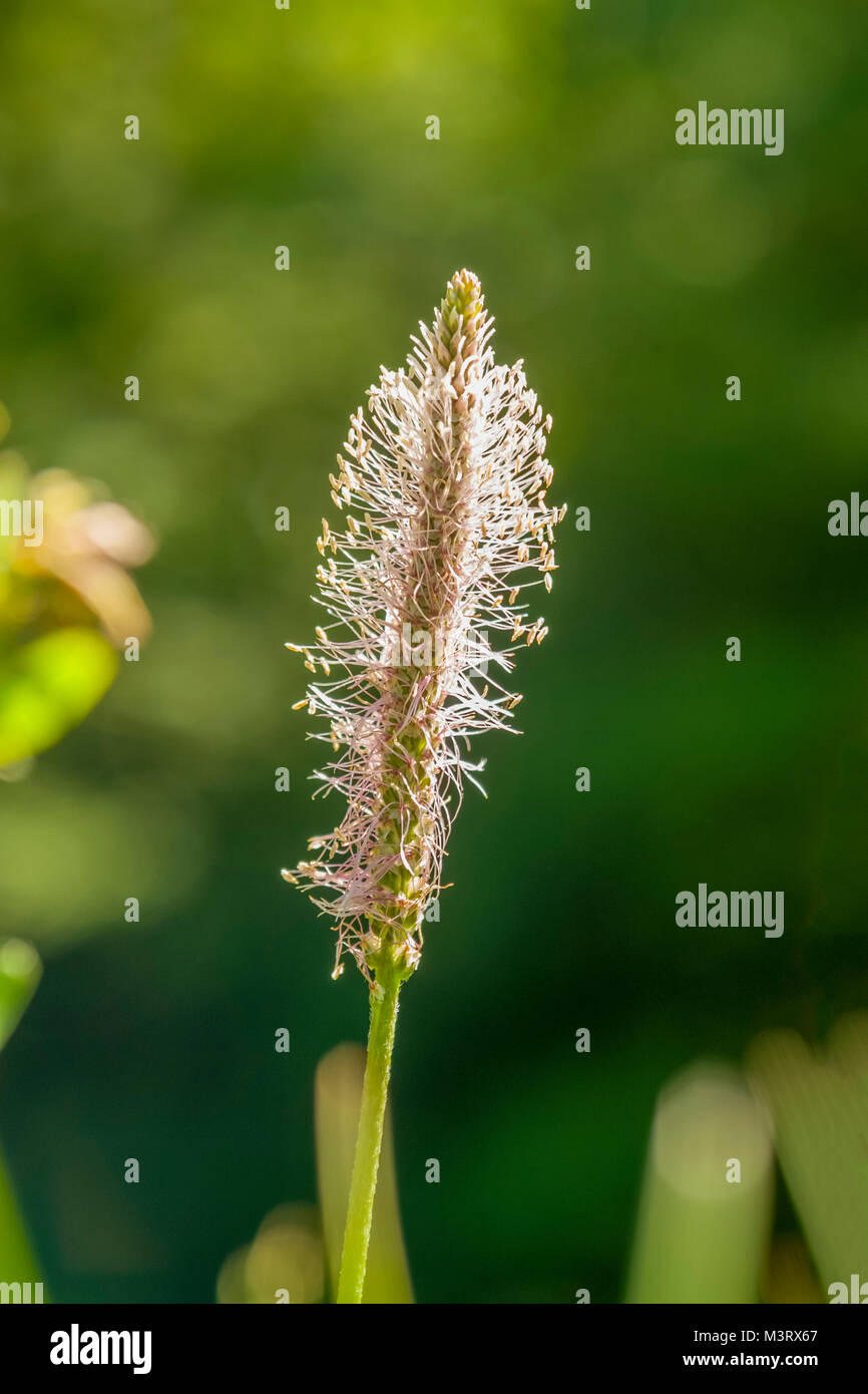 low angle shoot of a hoary plantain flower in sunny ambiance at summer time Stock Photo