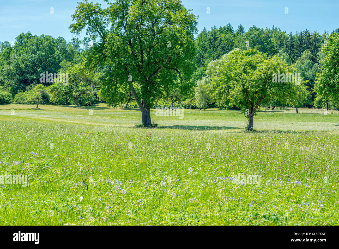 idyllic rural scenery with fruit trees at summer time Stock Photo