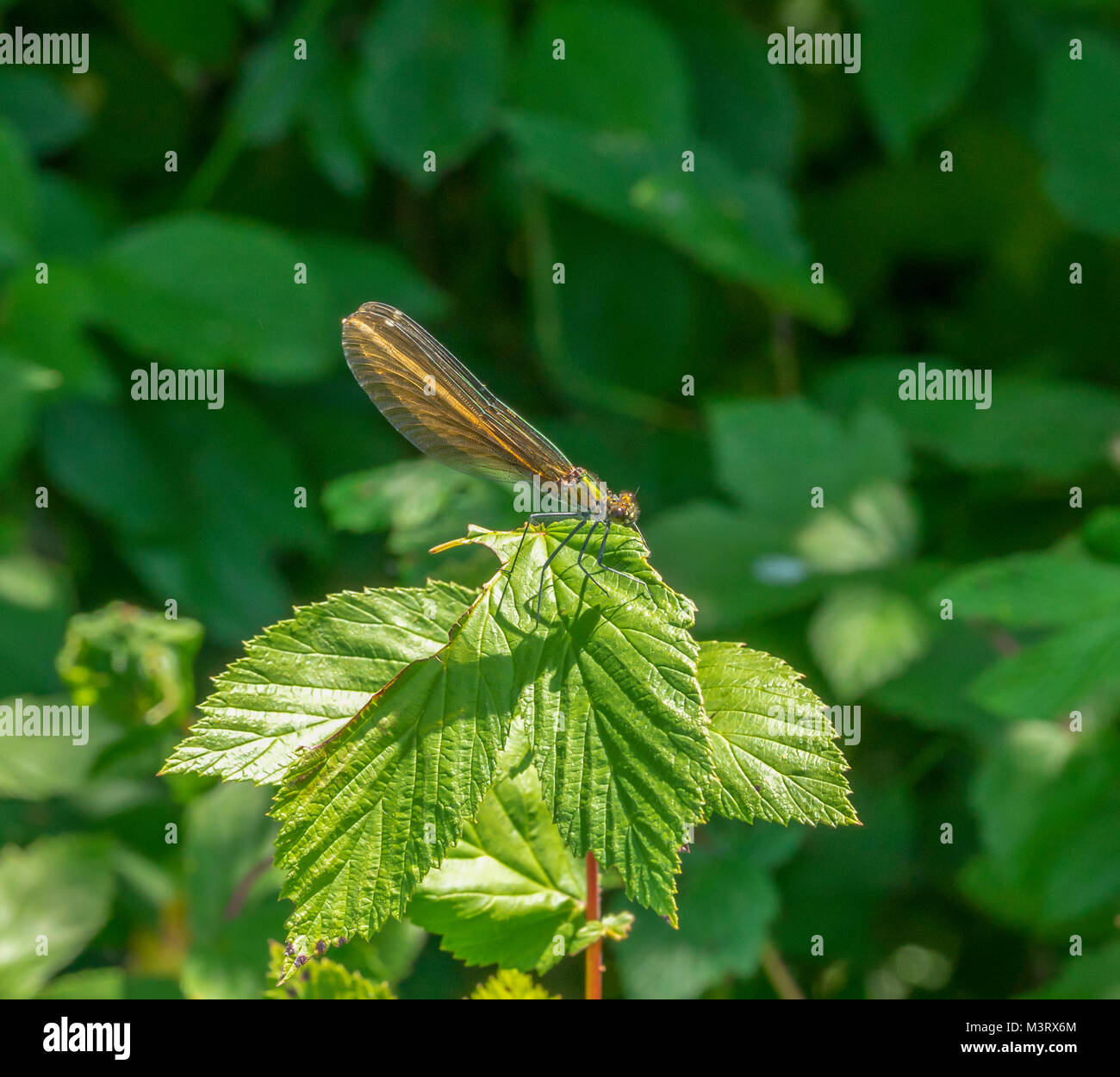 sideways closeup shot of a sunny illuminated dragonfly in green back Stock Photo