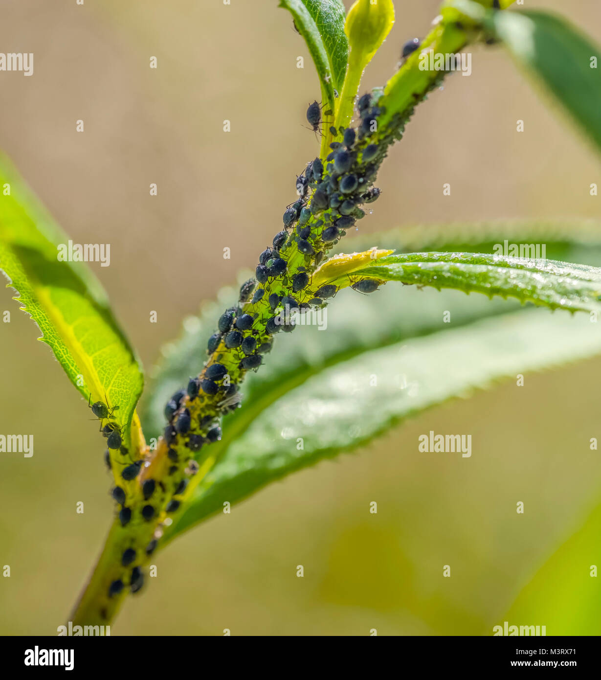 Plant lice hires stock photography and images Alamy