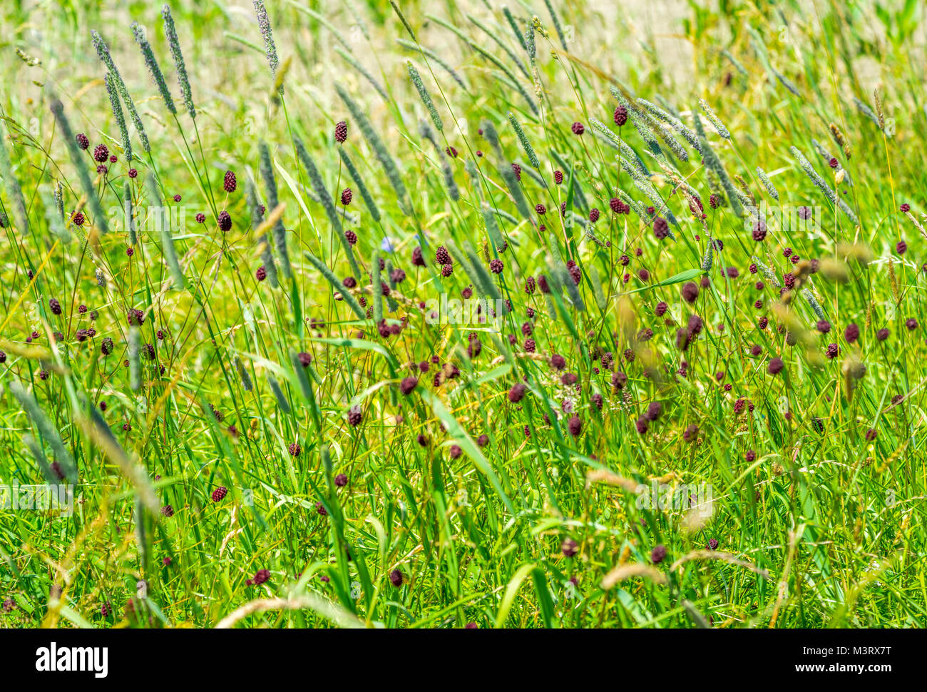 sunny colorful closeup shot of dense wildflower including lots of great burnet flowers at summer time time Stock Photo
