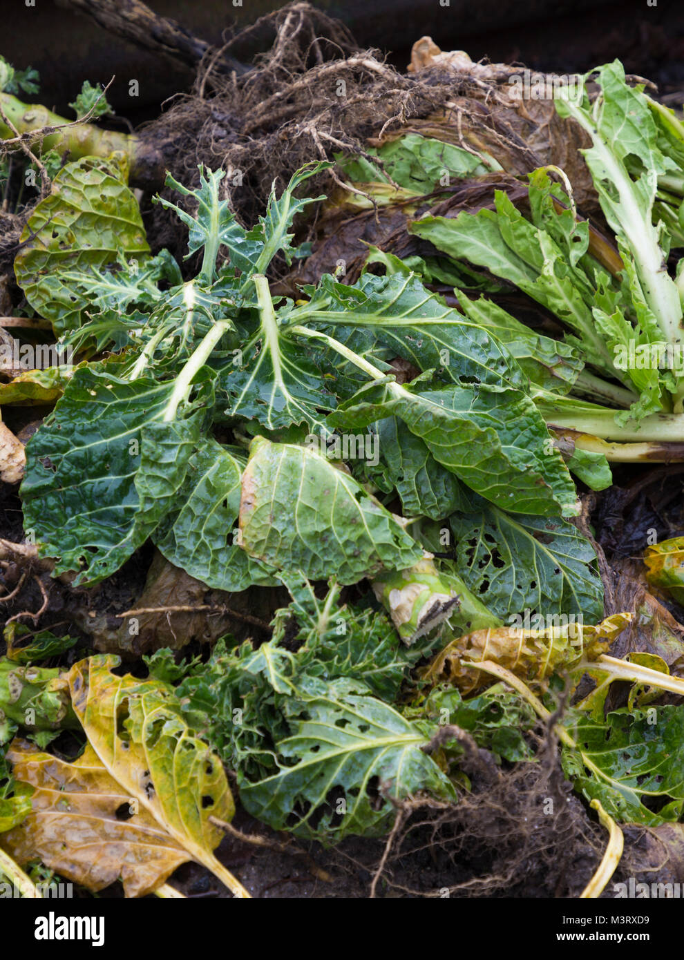 A compost heap in an allotment bin Stock Photo Alamy