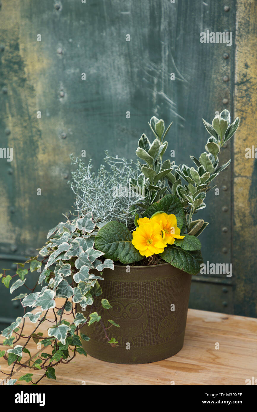 Outdoor container planted with Calocephalus brownii, yellow Primula and Variegated Ivy Stock Photo