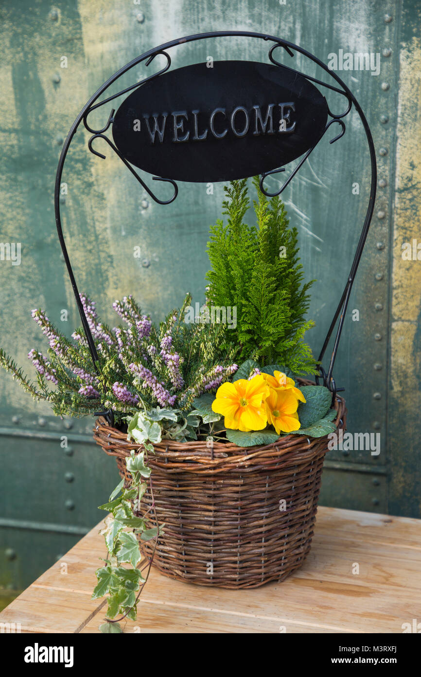 Conifer in Basket Conifer in Basket