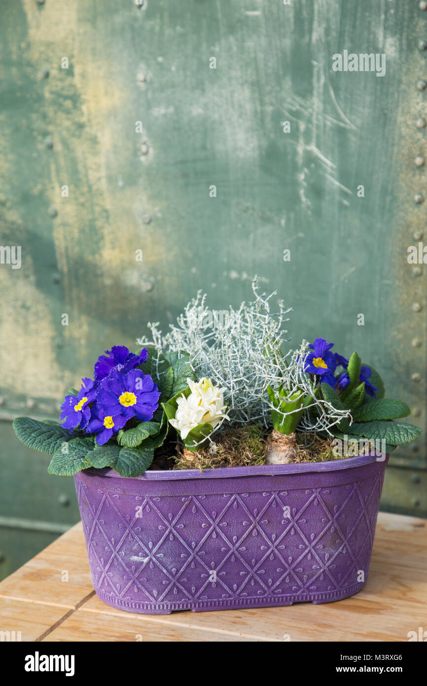 Purple outdoor container planted with blue Primula, white Hyacinths and Calocephalus brownii Stock Photo
