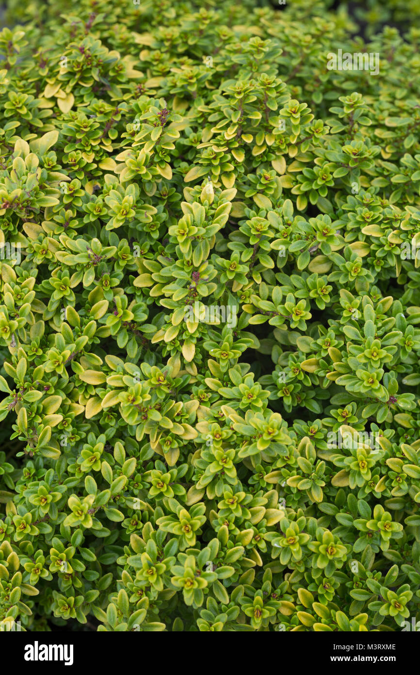 Thymus citriodorus 'Aureus' Stock Photo