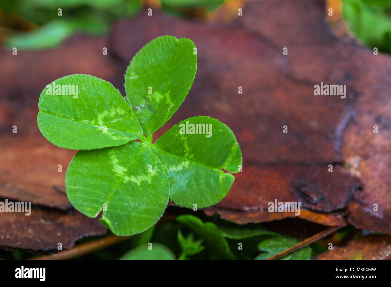Horizontal macro photo of a bright green 4-leaf clover on the left with a green and brown background Stock Photo