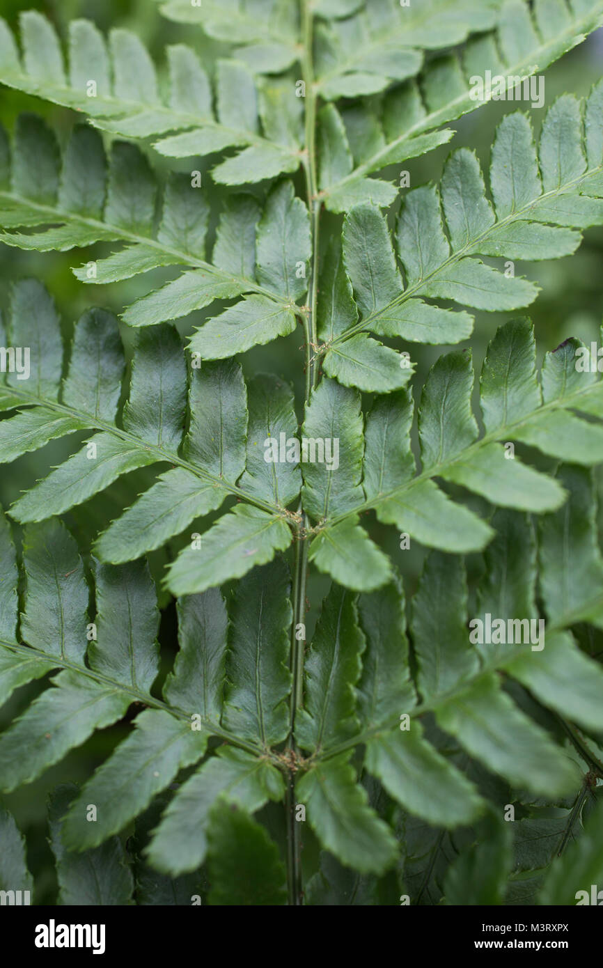 Dryopteris erythrosora Stock Photo