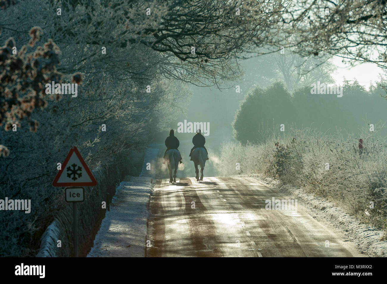 Two white horses hi-res stock photography and images - Alamy