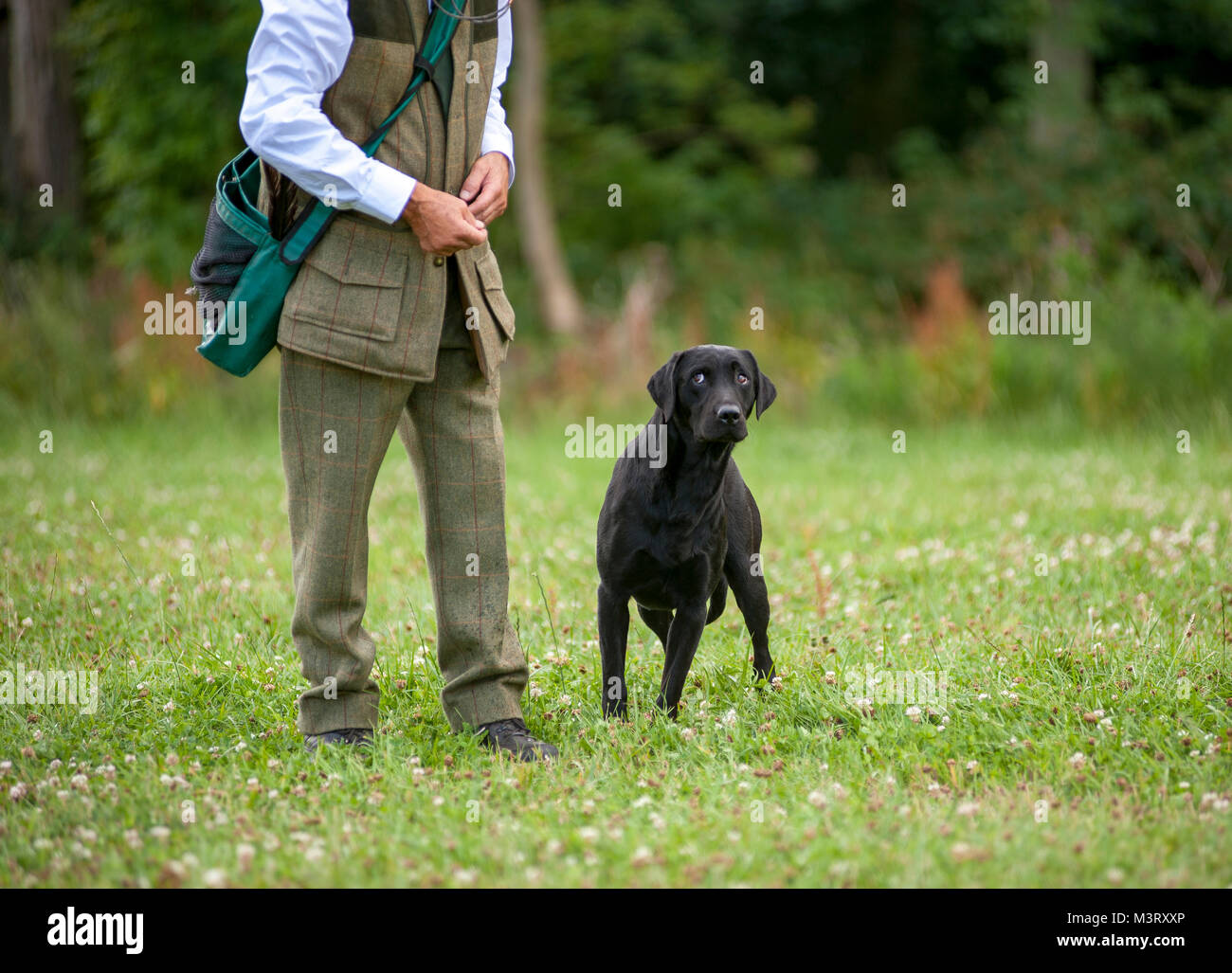 Black  Labrador Retriever working dog breed with a keen eye awaits a command from its owner Stock Photo