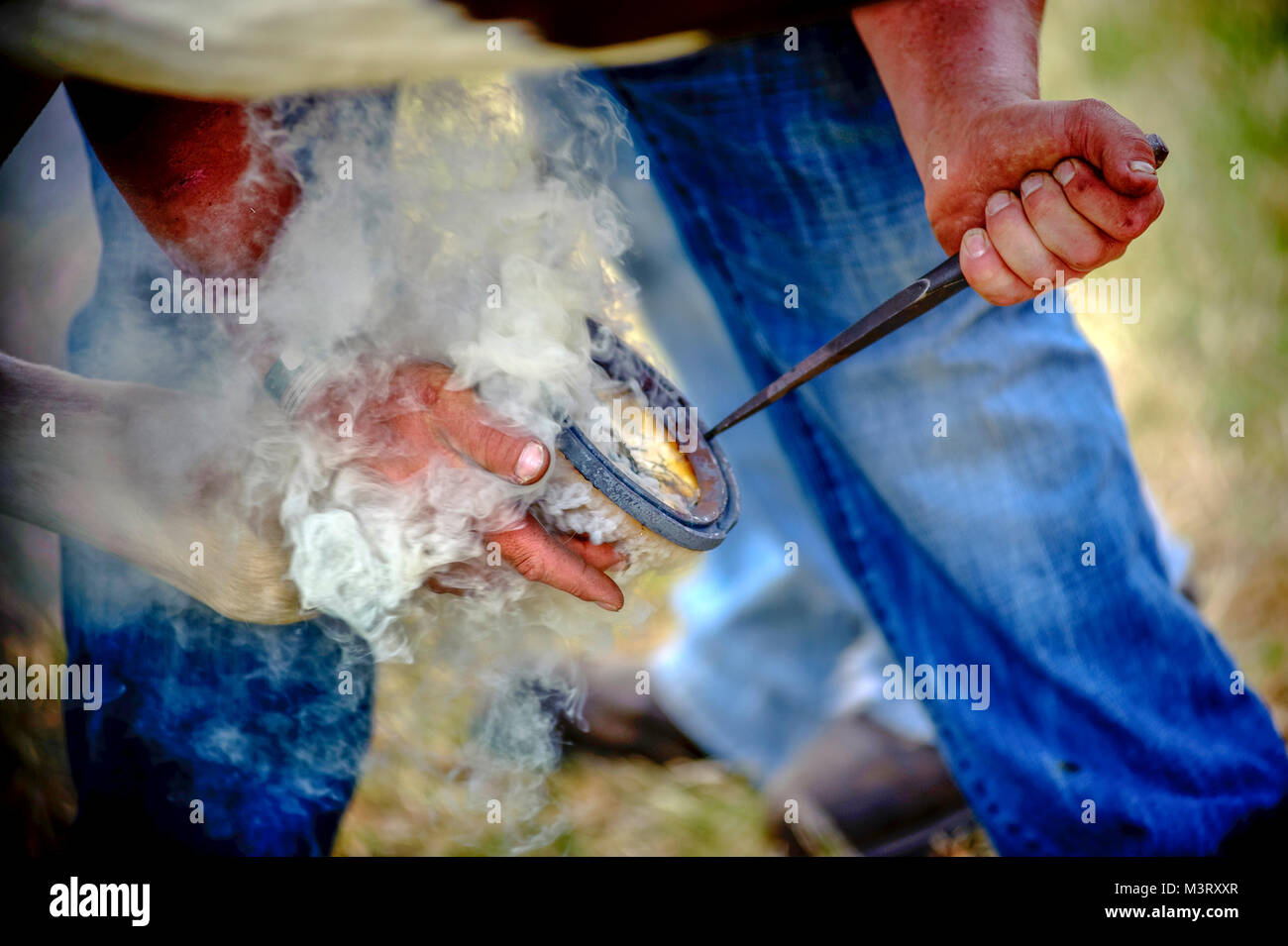 Horse farrier  at work is a specialist in equine hoof care, including the trimming and balancing of horses' hooves and the placing of shoes on their h Stock Photo