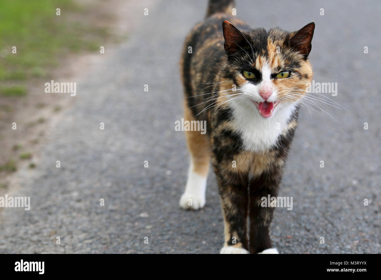 Very angry brown domestic cat standing on side of road, copy space on the left of the image. Stock Photo