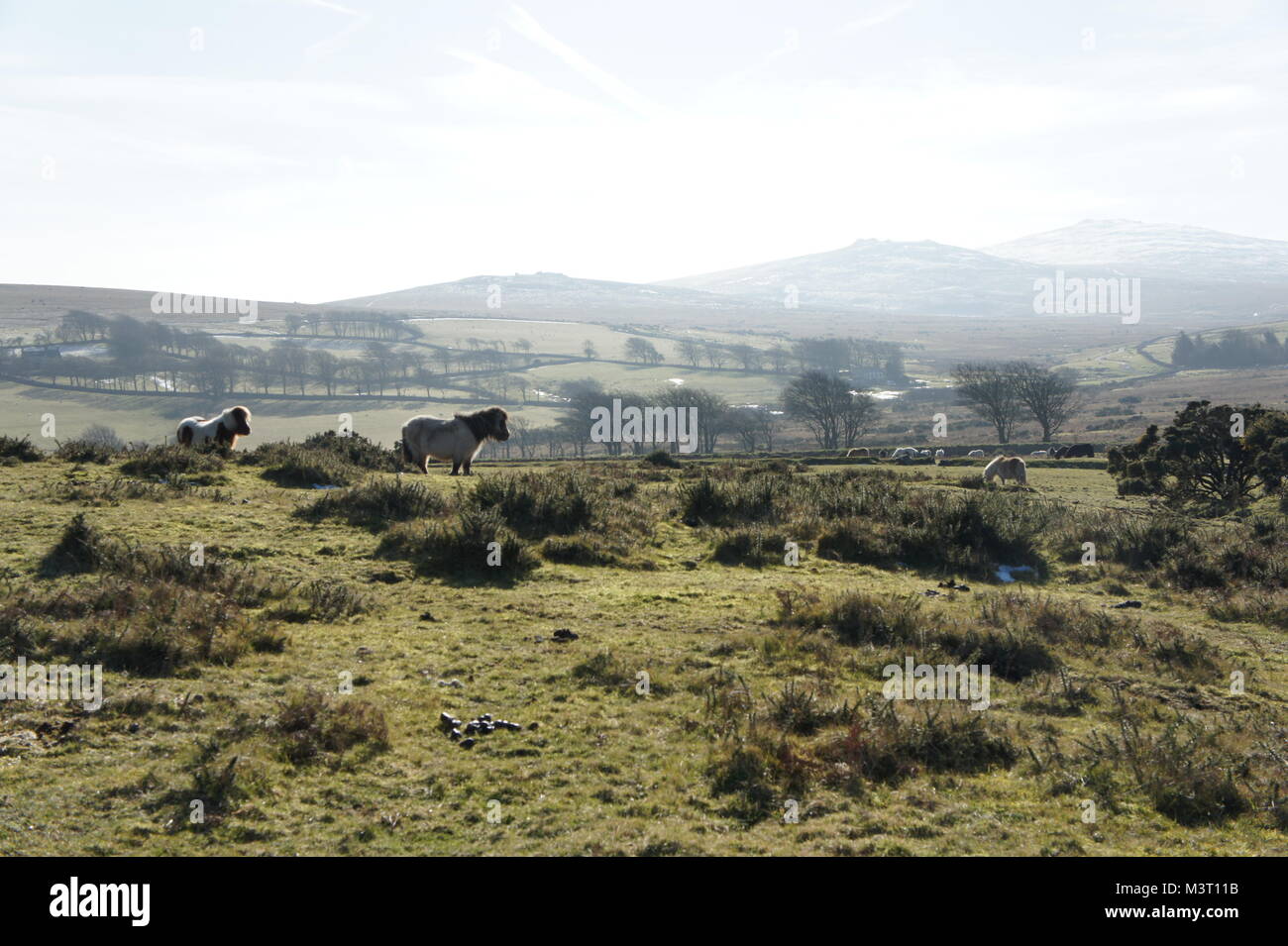 Ponies on East Hill, North Dartmoor near Okehampton. Looking towards Row Tor, West Mill and Yes Tor Stock Photo