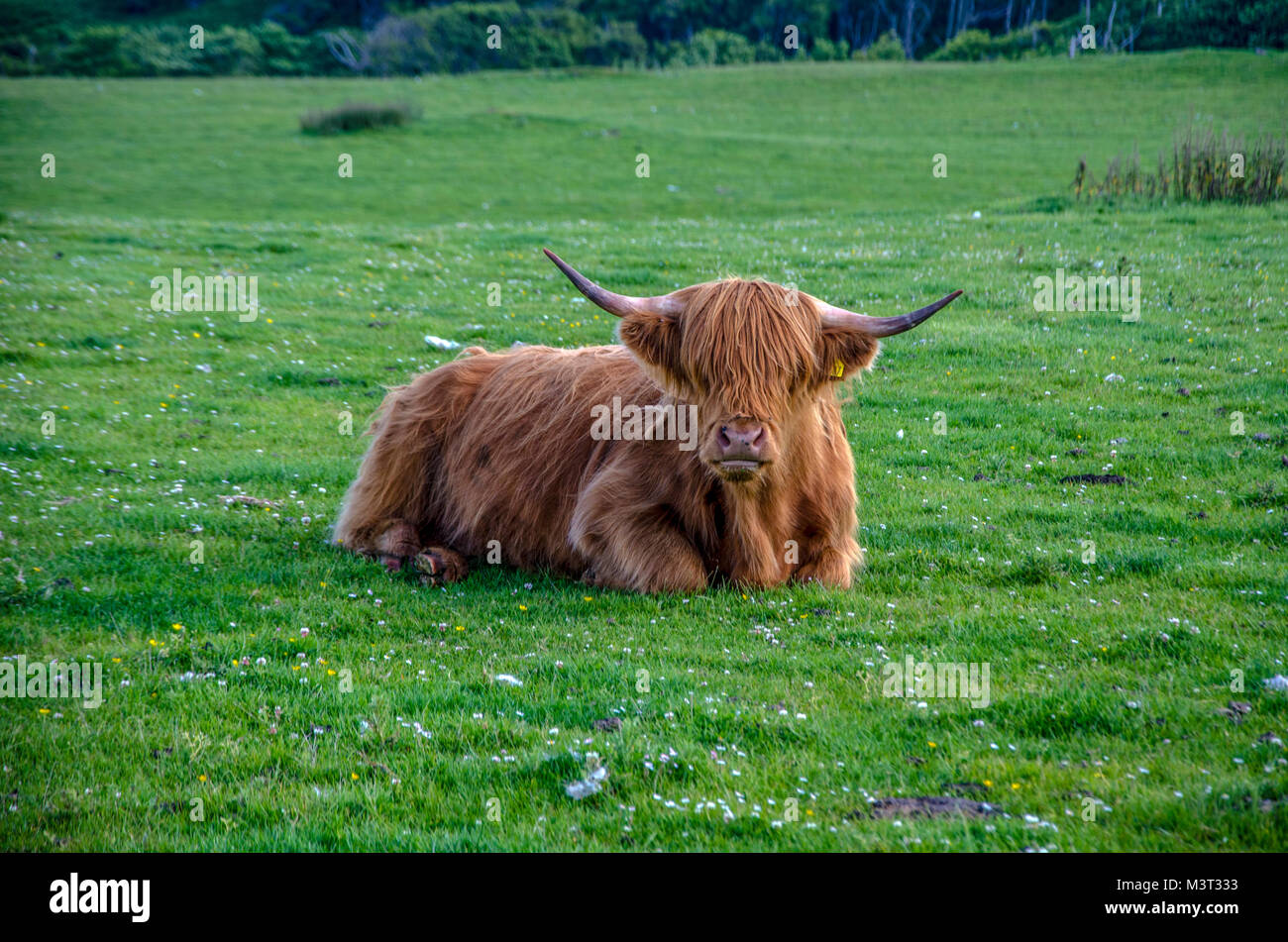 Cow with long hair hi-res stock photography and images - Alamy