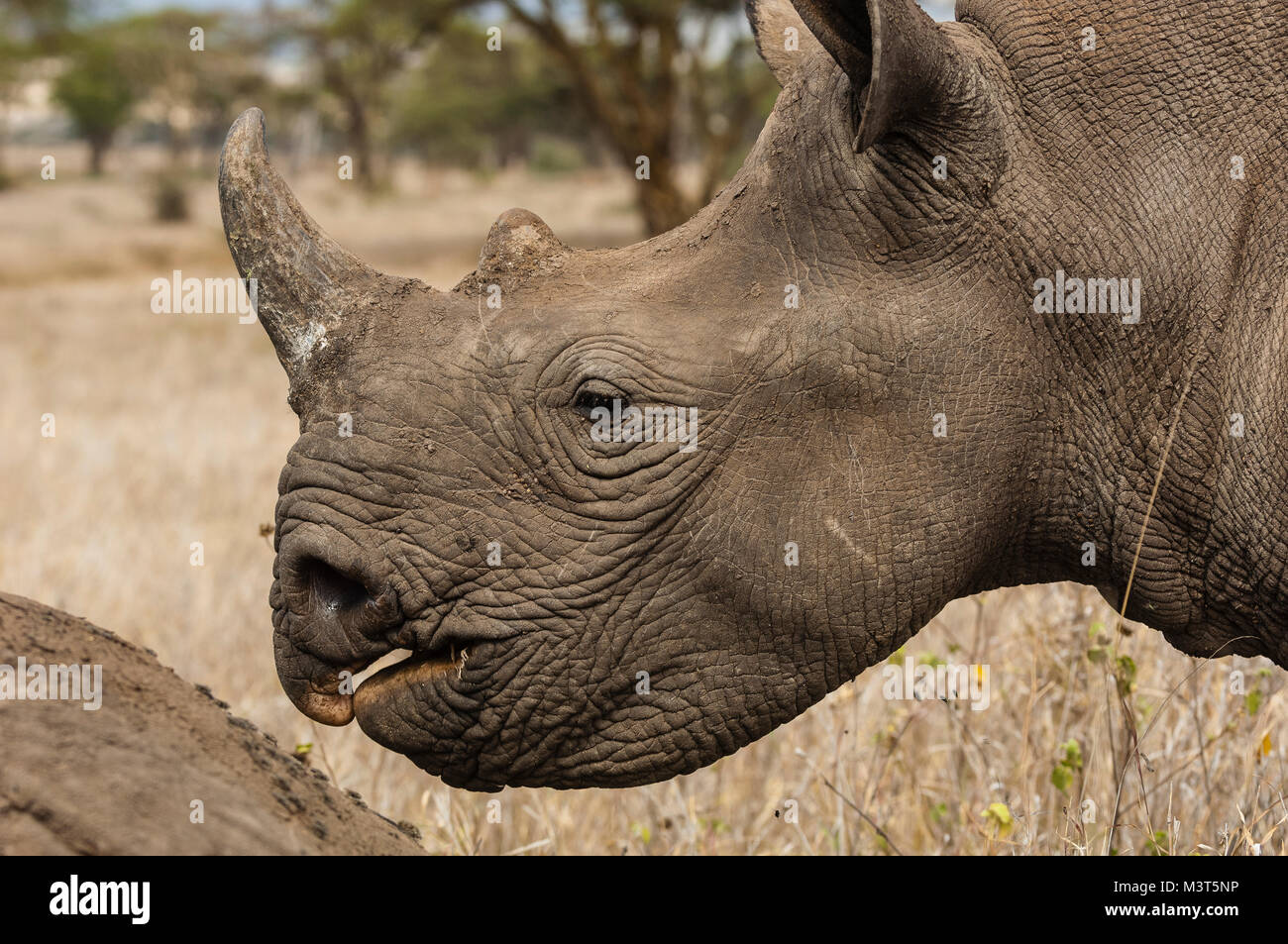 Black Rhinos (Diceros bicornis michaeli) are major targets of poachers