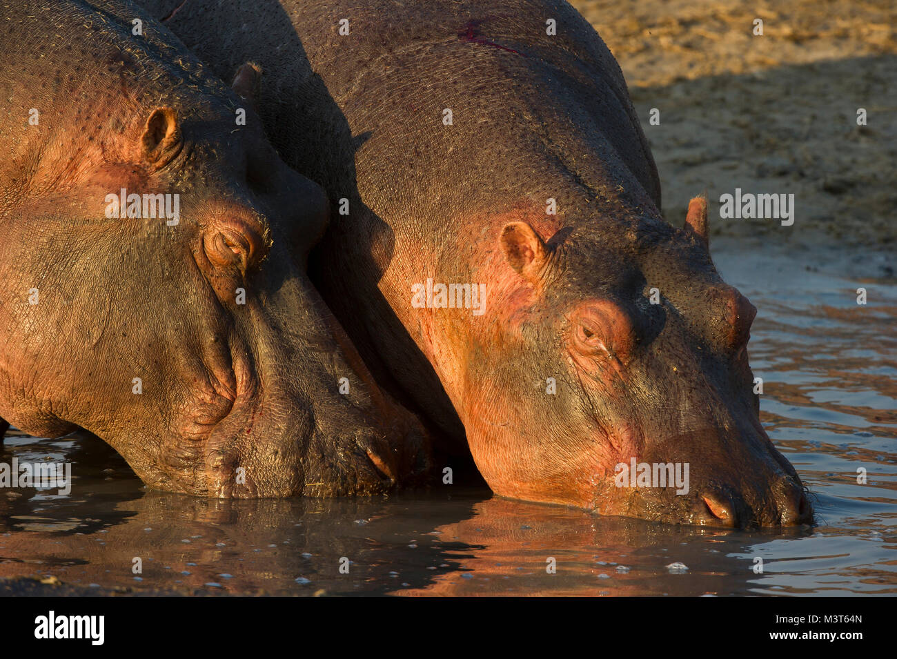 Two hippopotamus (Hippopotamus amphibius) close together while entering water. Katavi National Park, Tanzania. Stock Photo