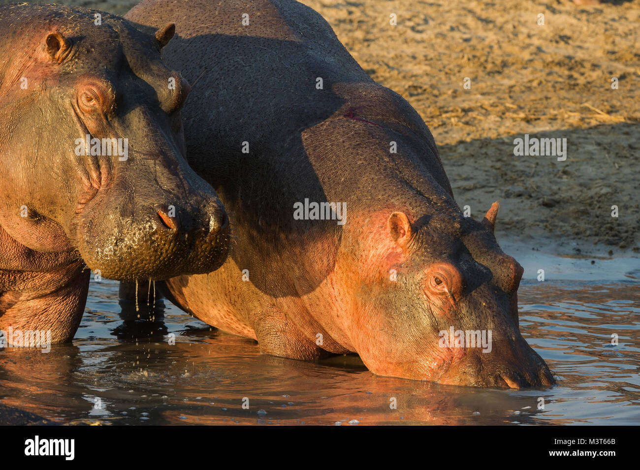 Two hippopotamus (Hippopotamus amphibius) close together while entering water. Katavi National Park, Tanzania. Stock Photo