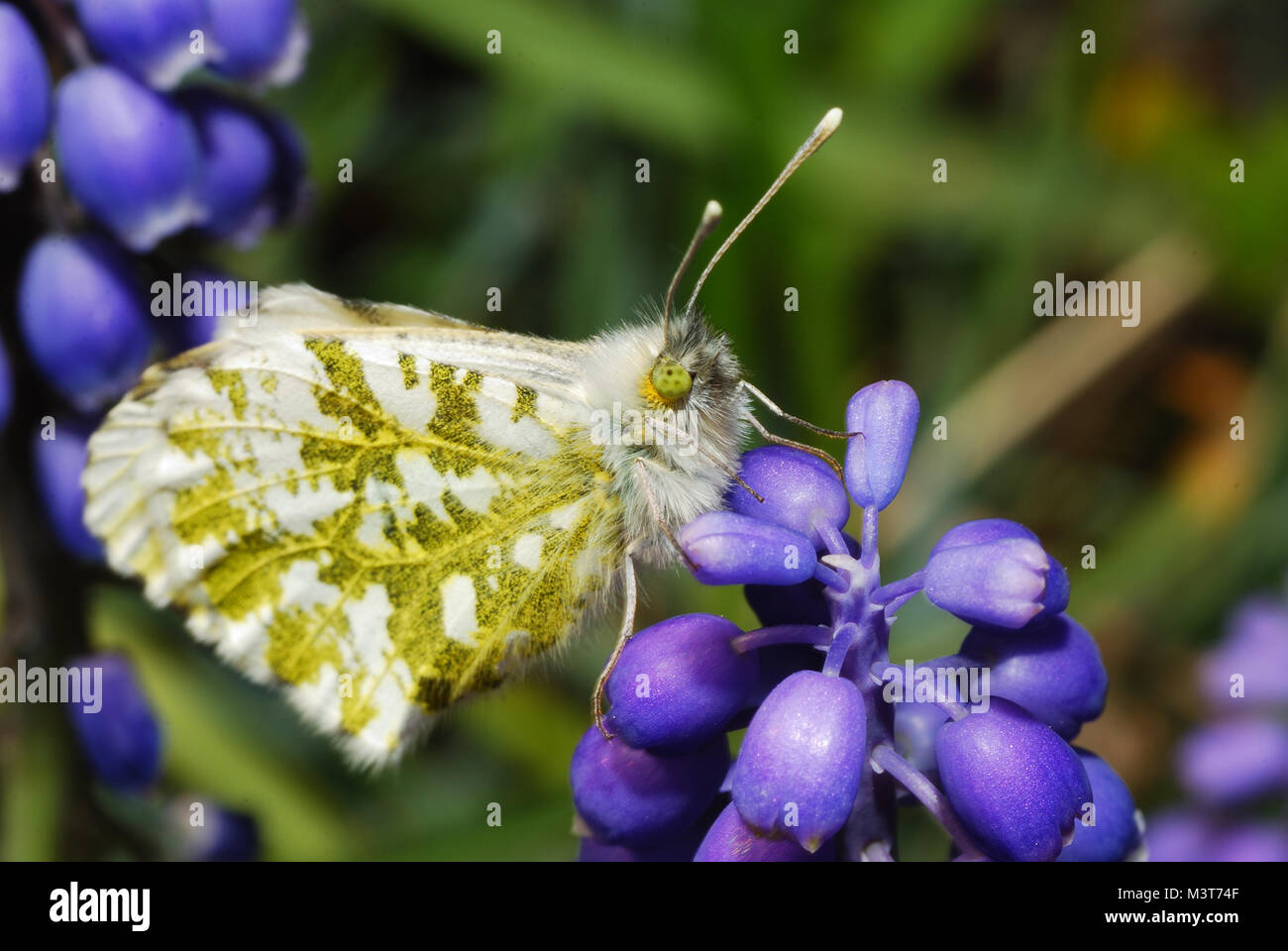 butterfly sitting on flower in spring Stock Photo - Alamy