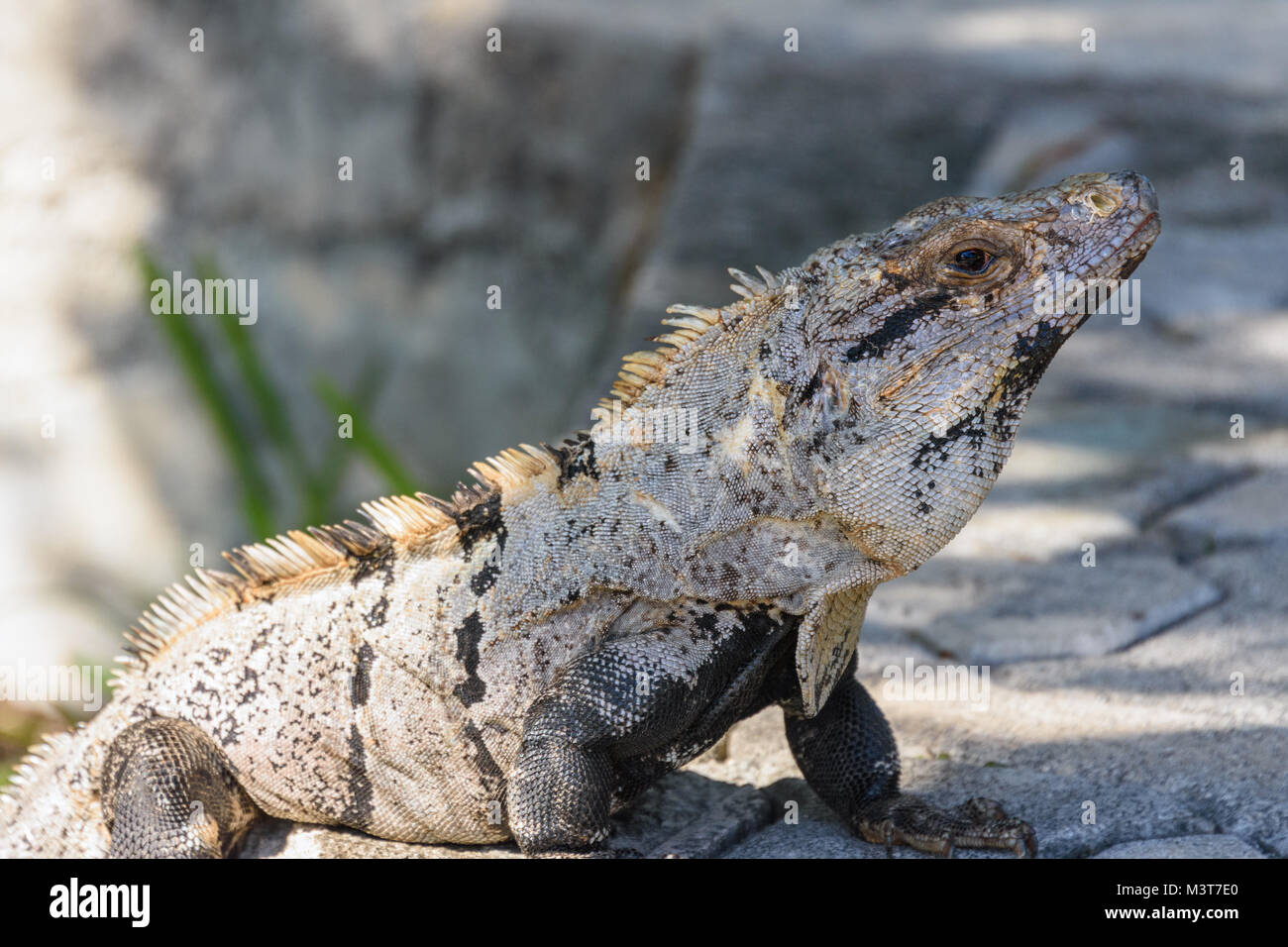 Portrait of a Black spiny-tailed iguana, Black iguana, or Black ctenosaur. Riviera Maya, Cancun ...