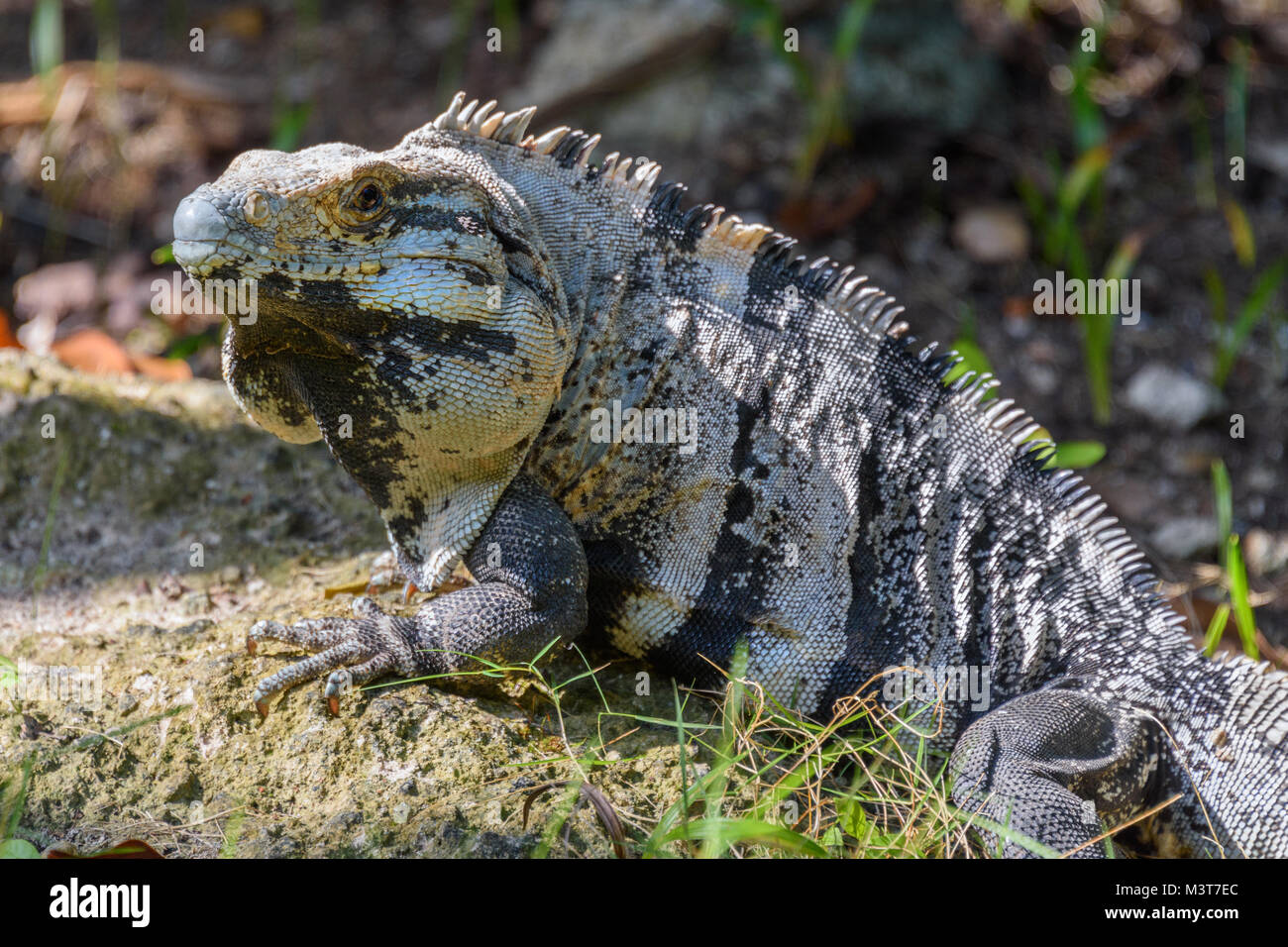 Iguana in the wild. Black spiny-tailed iguana, Black iguana, or Black ...