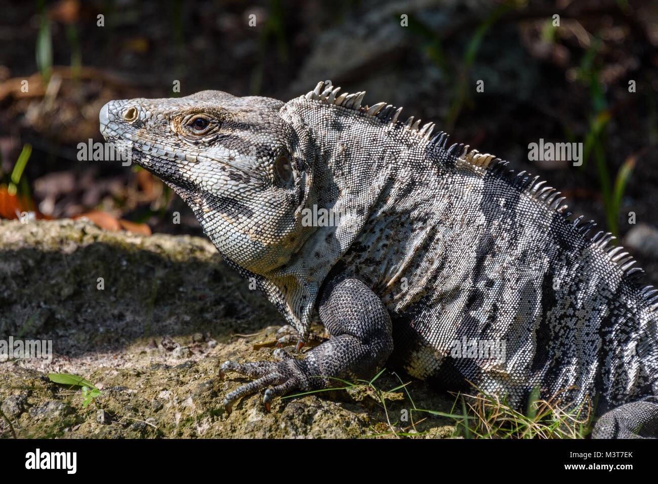 Iguana in the wild, closeup. Black spiny-tailed iguana, Black iguana ...