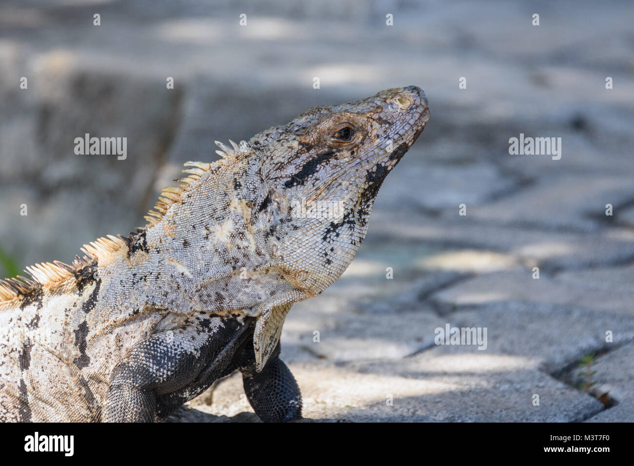 Closeup, macro of a Black spiny-tailed iguana, Black iguana, or Black ...