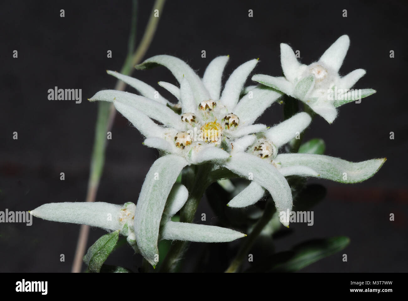 beautiful fresh white edelweiss flowers Stock Photo Alamy