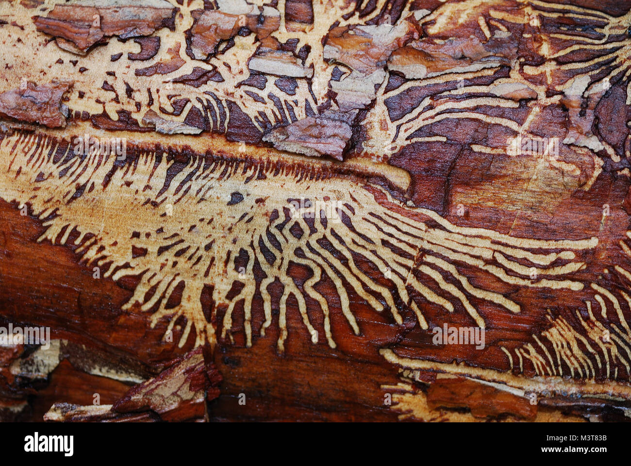 nice wood worm pattern in tree in forest Stock Photo