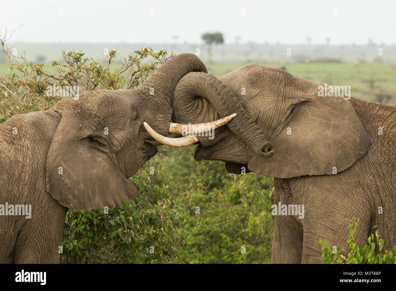 two young elephants play using their trunks and tusks Stock Photo - Alamy