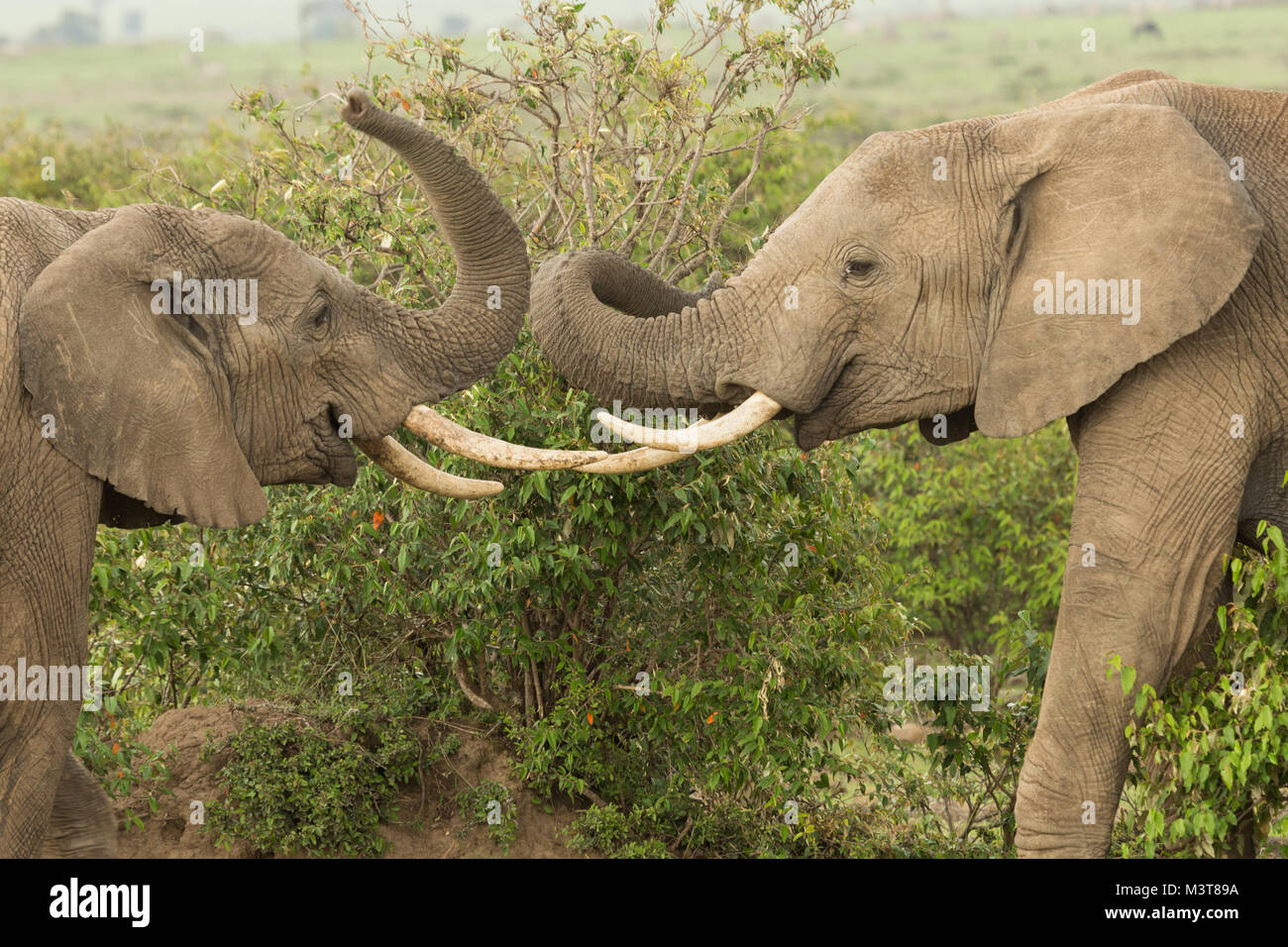 Young Elephants Playing Trunks High Resolution Stock Photography and ...