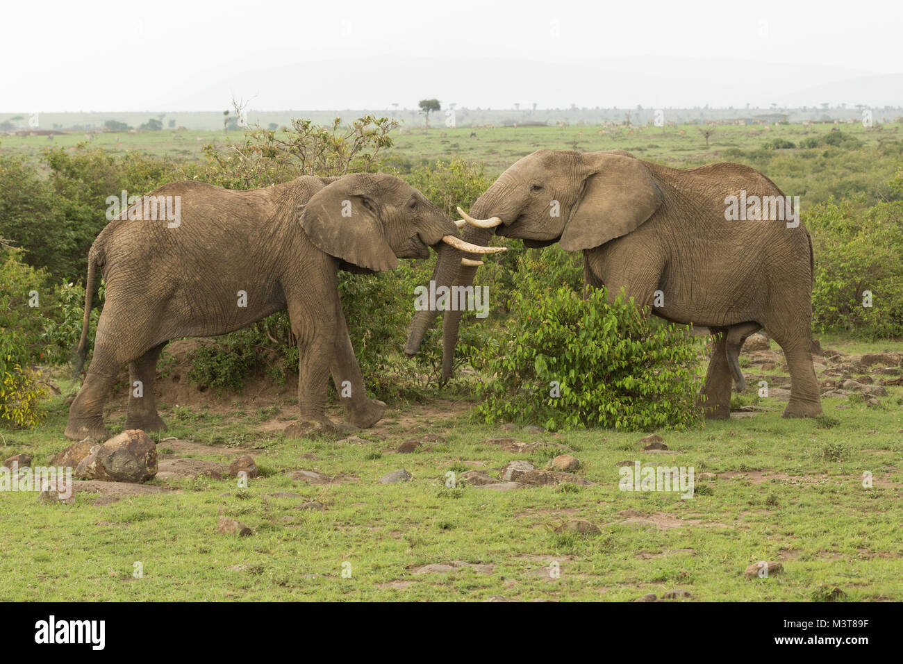 two young elephants play using their trunks and tusks Stock Photo - Alamy
