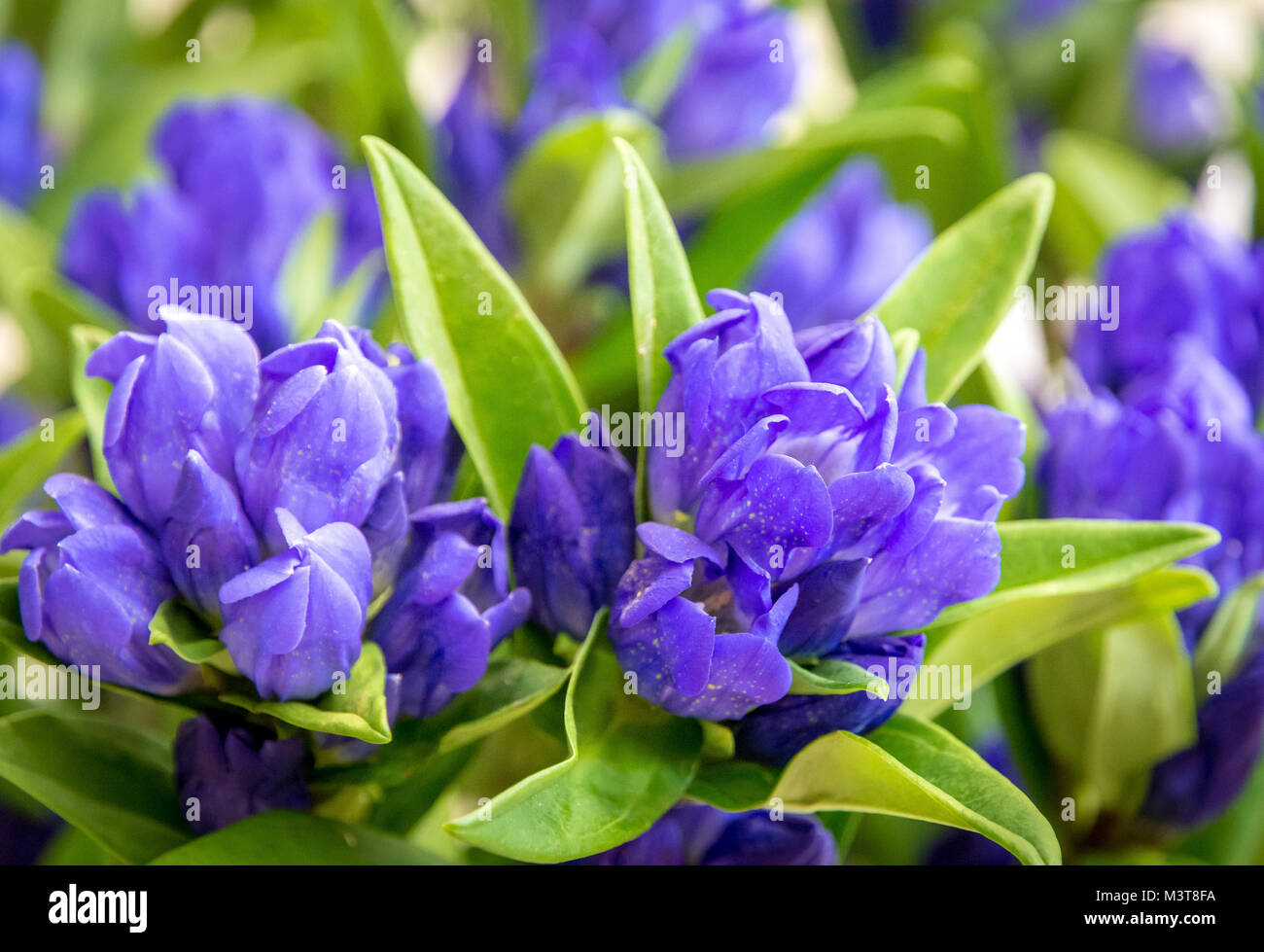 clustered gentian (Gentiana triflora) is a tall, flowering perennial plant in the genus Gentiana native to higher-elevation Stock Photo