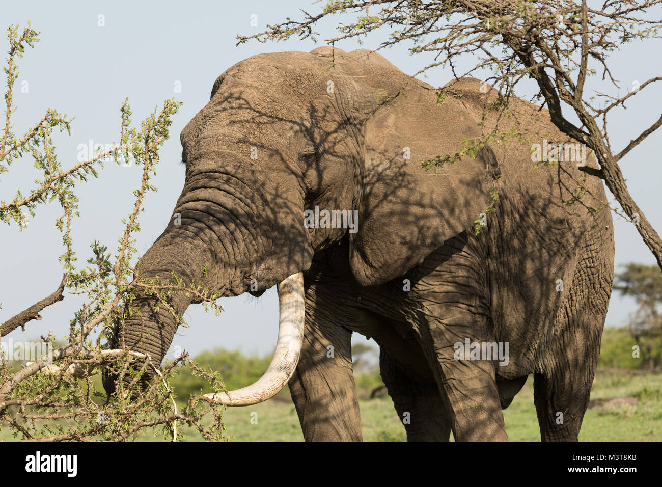elephant eating from a tree in the grasslands of the Maasai Mara Stock