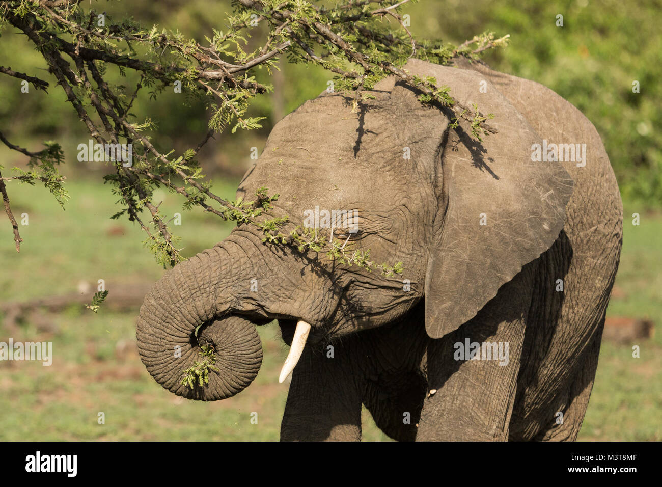 elephant eating from a tree in the grasslands of the Maasai Mara Stock