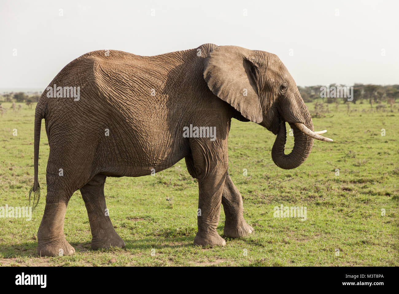elephant grazing on the grasslands Stock Photo - Alamy