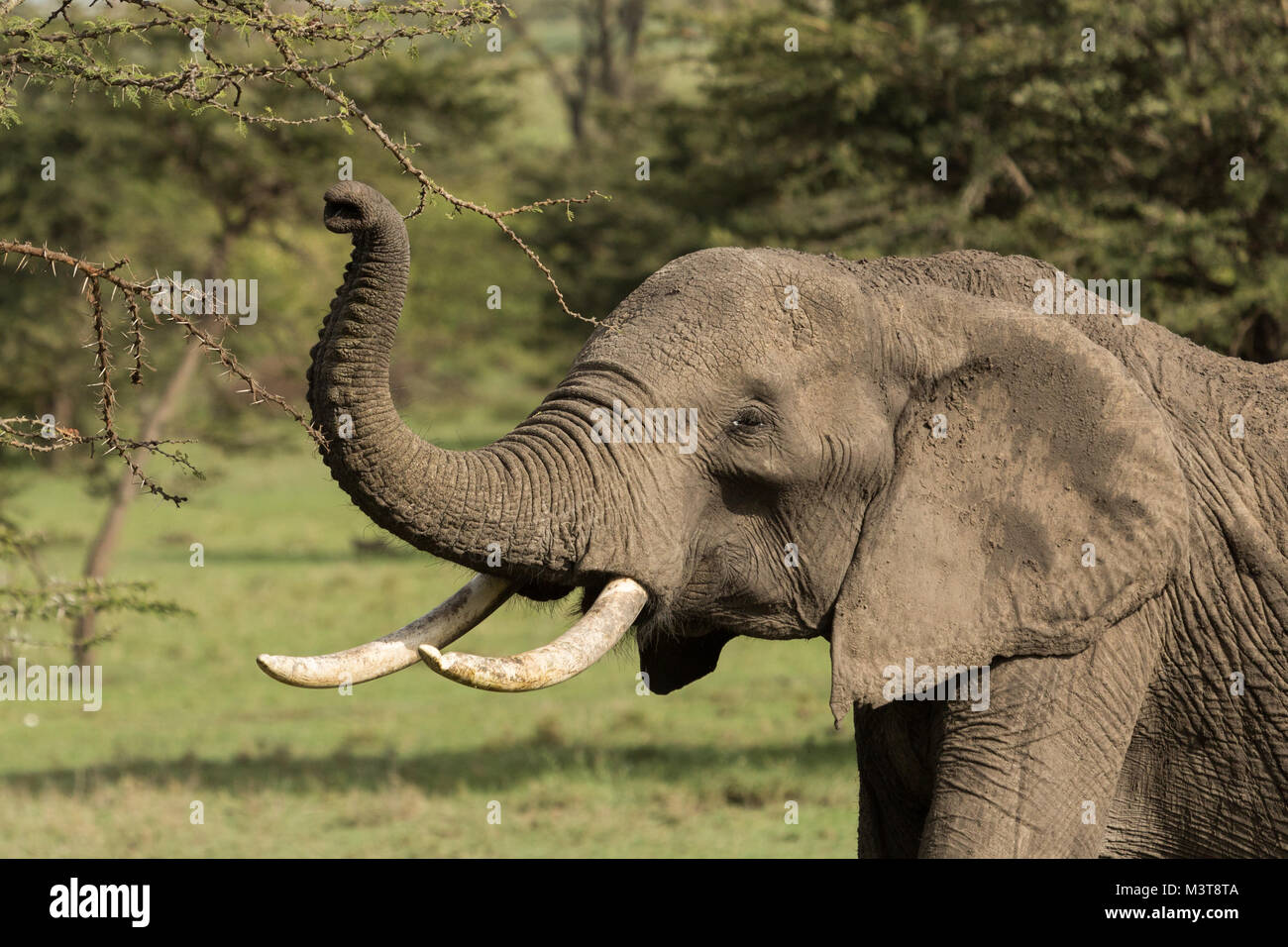 elephant eating from a tree in the grasslands of the Maasai Mara Stock