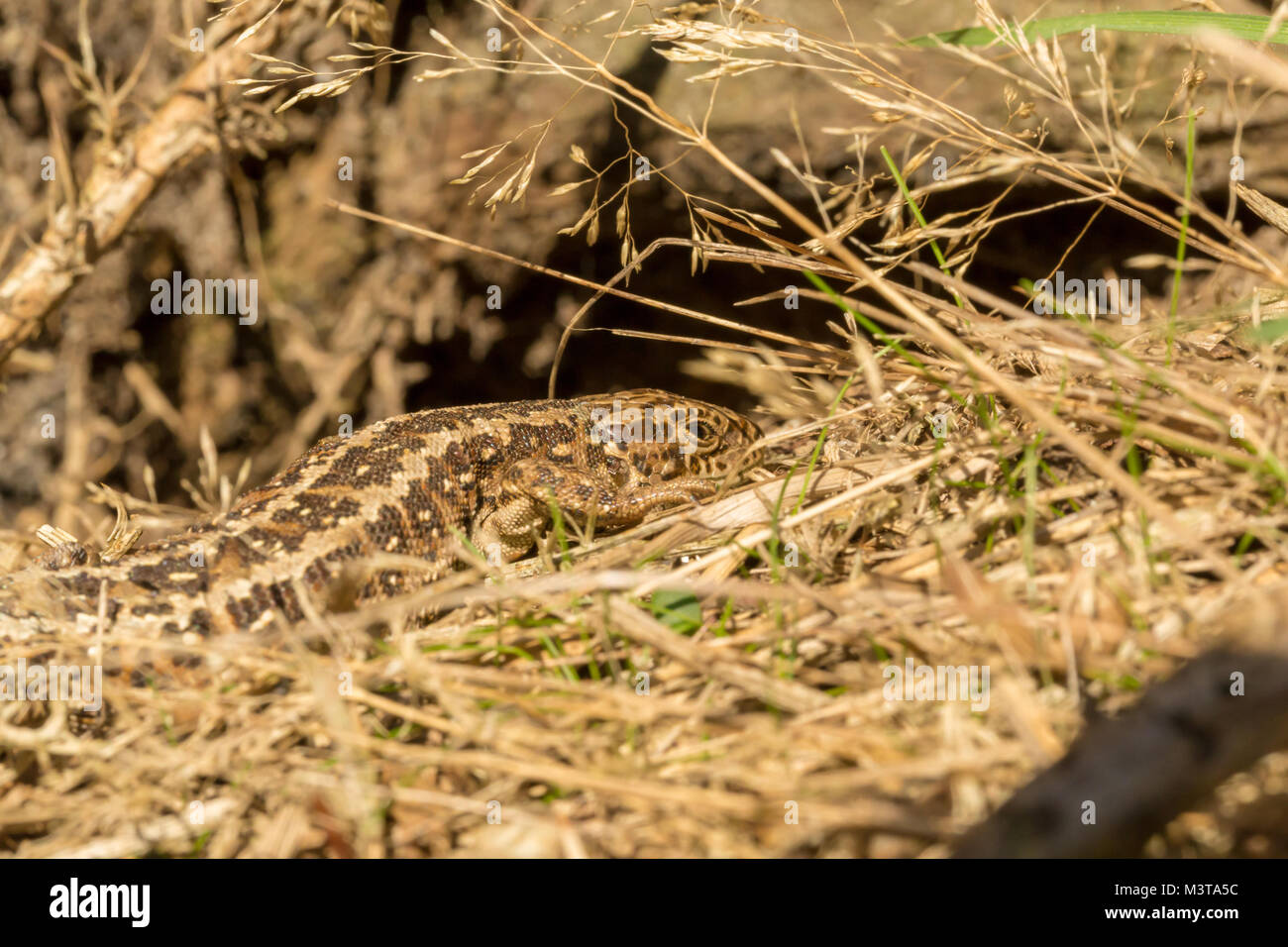Basking female Sand lizard shot at eye level with possible hibernation