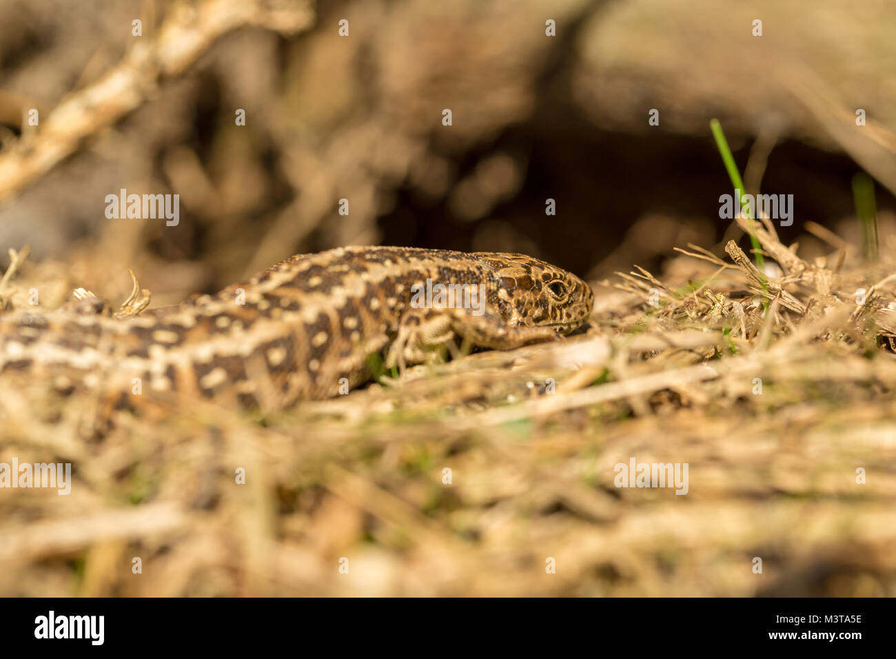 Basking female Sand lizard shot at eye level with possible hibernation