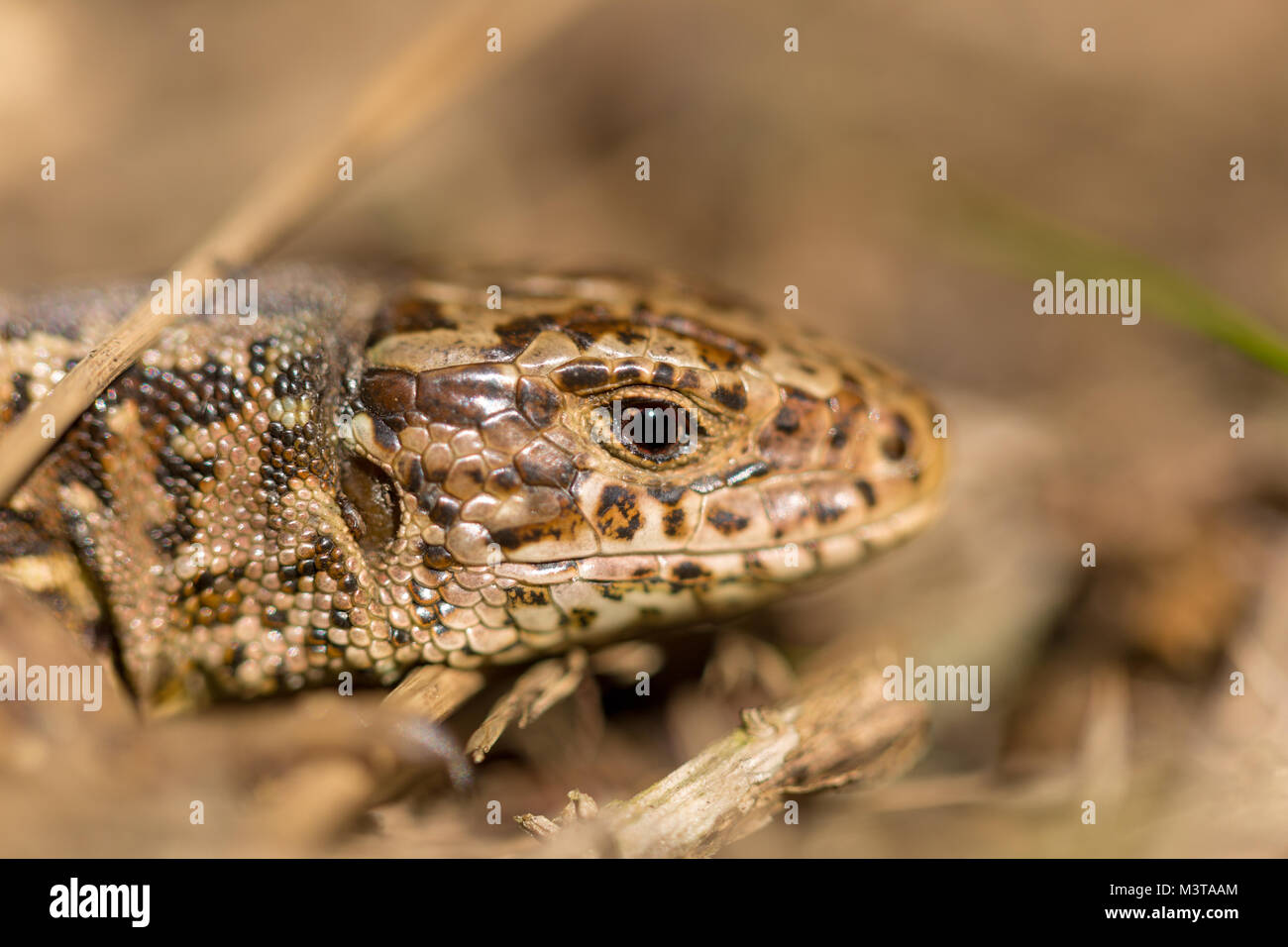 Macro shot of female basking Sand lizard with narrow depth of field f2.8 with eye in focus shot on Luscombe valley nature reserve, Poole Stock Photo