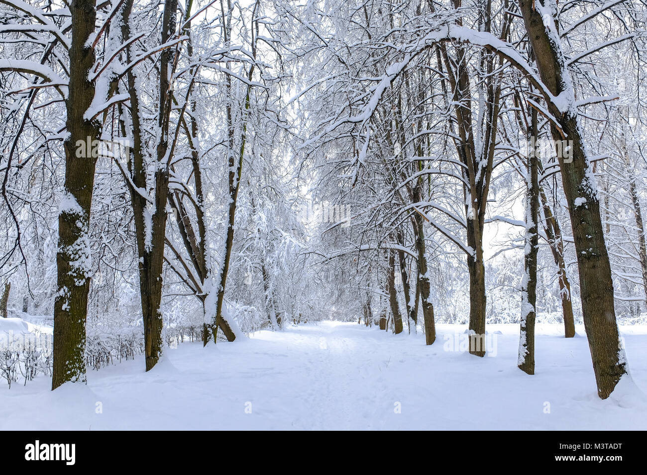 Snow falls in frosty forest hi-res stock photography and images - Alamy