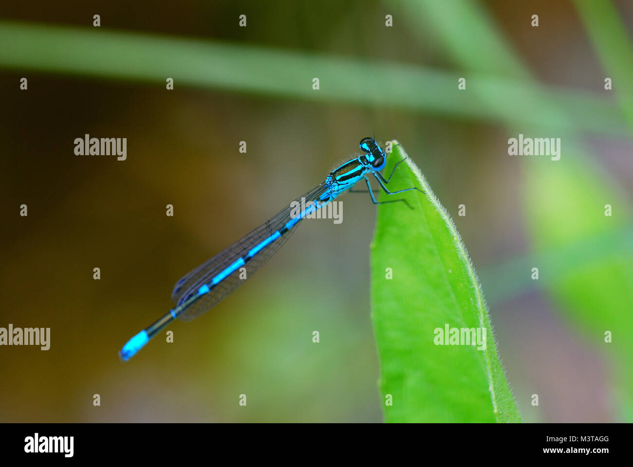 small blue dragonfly sitting in the sun on the pond Stock Photo - Alamy